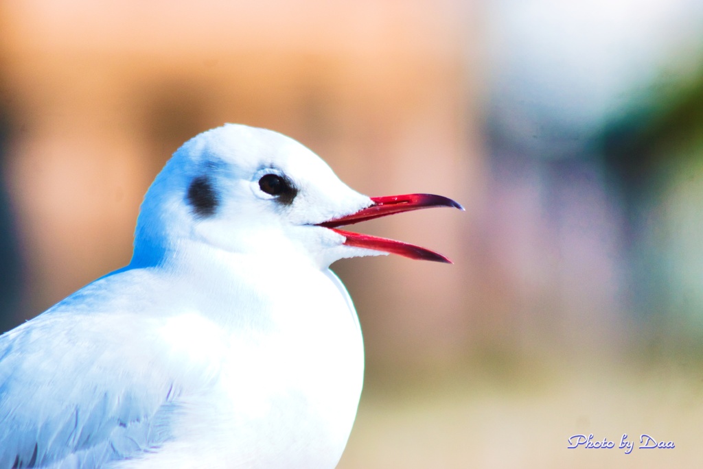 鳴く