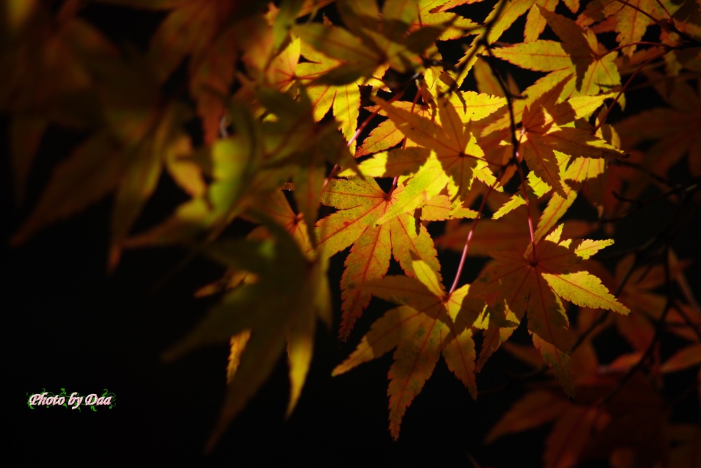 光～stained～もみじ８