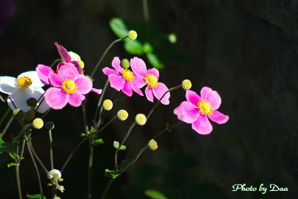 秋明菊