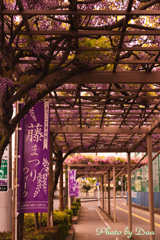 春日部名物藤祭り