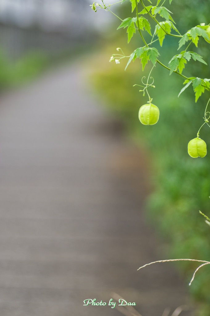 路端の風船葛