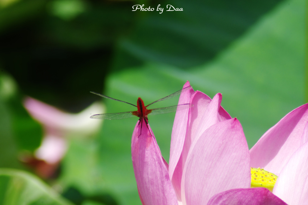 Pink on Red　Ⅳ