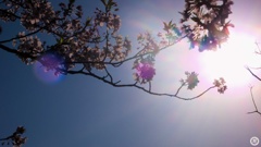 朝日と桜