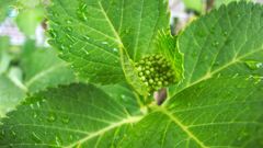 あじさい準備中