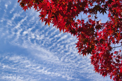 紅葉と初冬の空