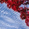 紅葉と初冬の空