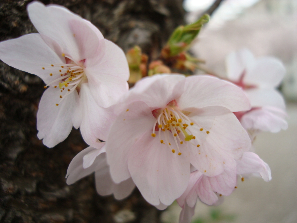 桜のブローチ２
