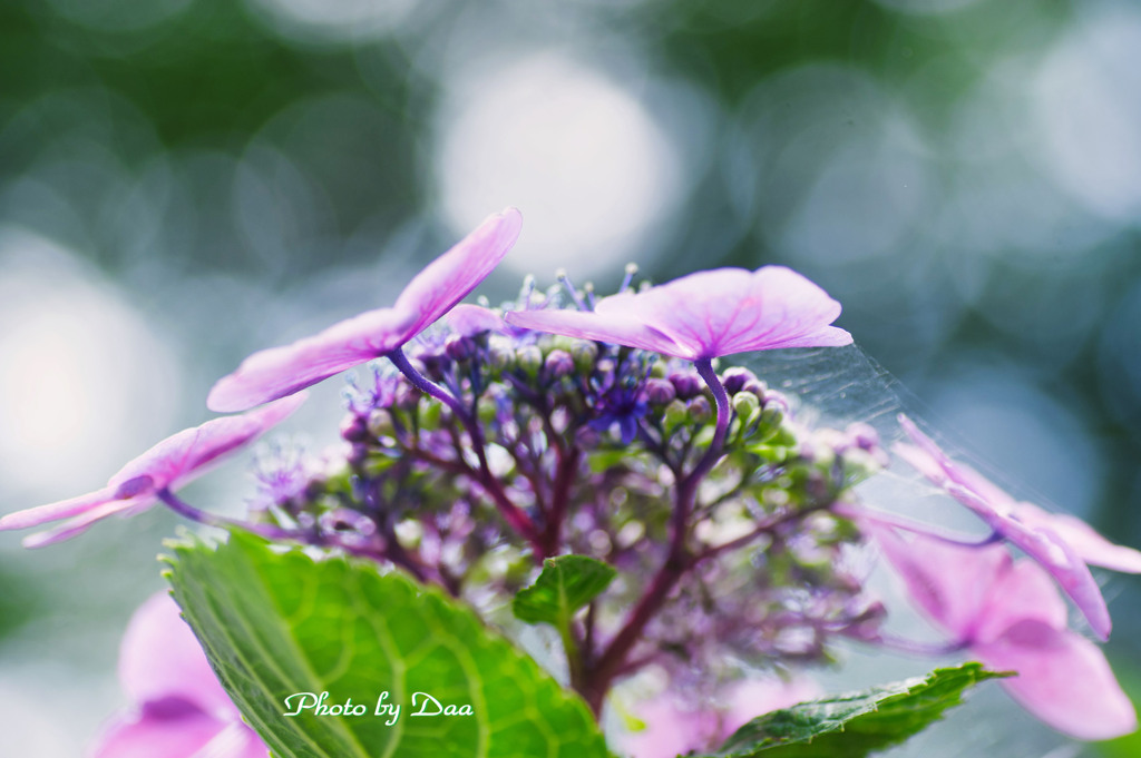 紫陽花横から