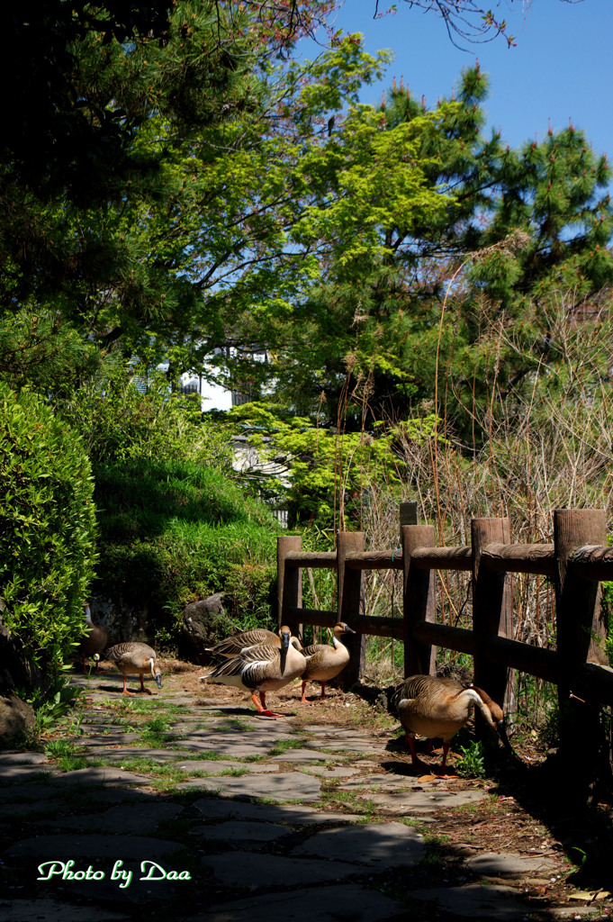 サカツラガンの居る公園