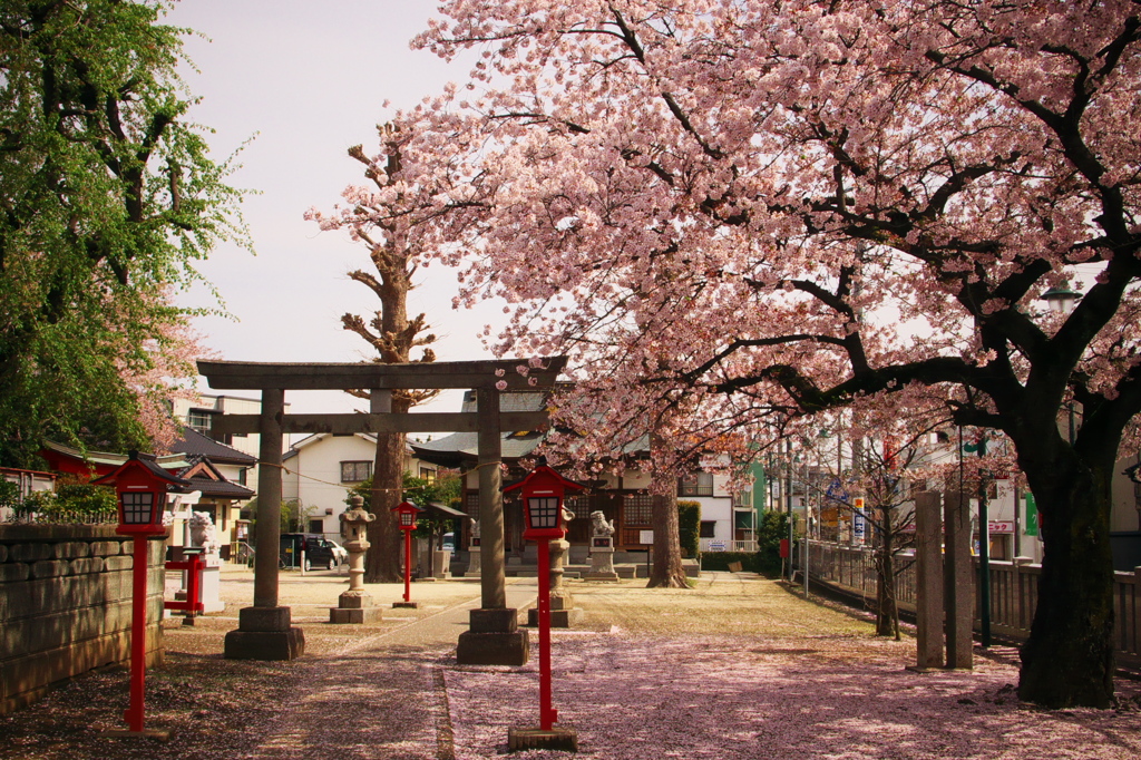 神社と桜