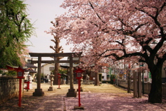 神社と桜