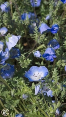 ネモフィラ・メンジージー