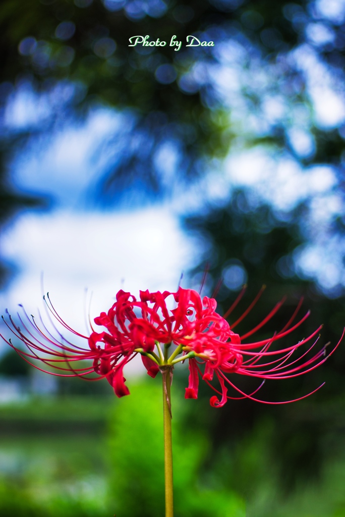 曼殊沙華