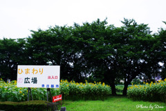ひまわり広場　Ⅰ