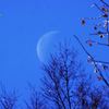 冬の月