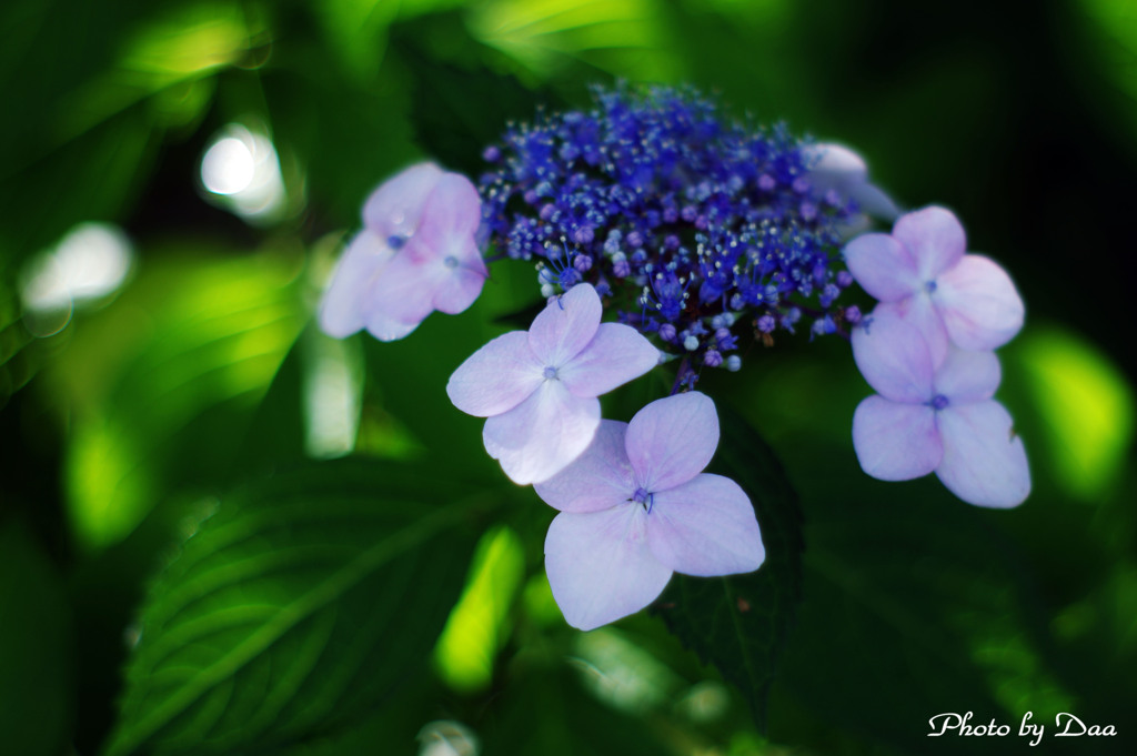 朝の紫陽花２