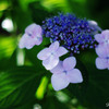 朝の紫陽花２