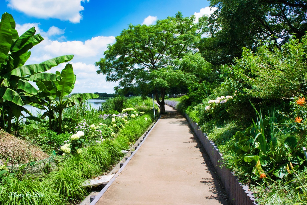 川沿いの夏の散歩道