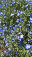 ネモフィラ・メンジージーたくさん