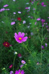 雨上がりの秋桜畑（その１）