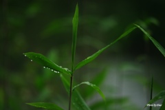 雨の日（その１）