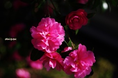 山茶花たち