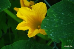 南瓜の花