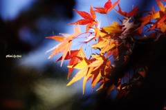 光～stained～もみじ５
