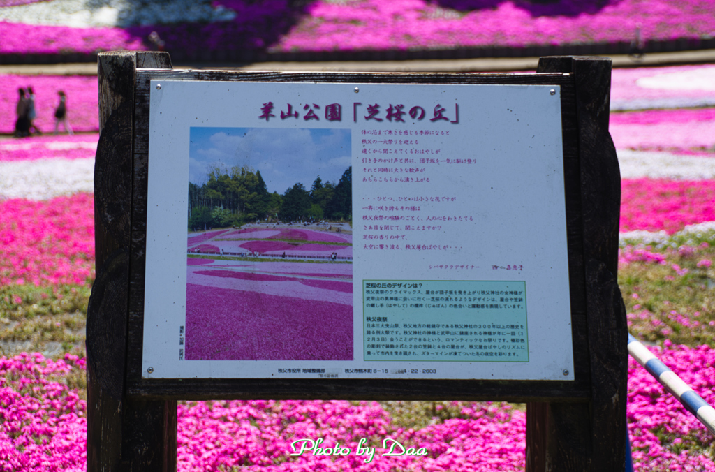 案内板の向こうに芝桜