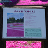 案内板の向こうに芝桜