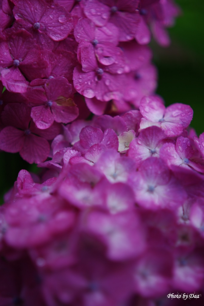 雨の日紫陽花（その４）