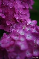 雨の日紫陽花（その４）