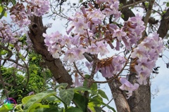 鳳凰の止まる木の花（その３）