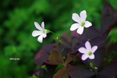 別名はインカのカタバミ