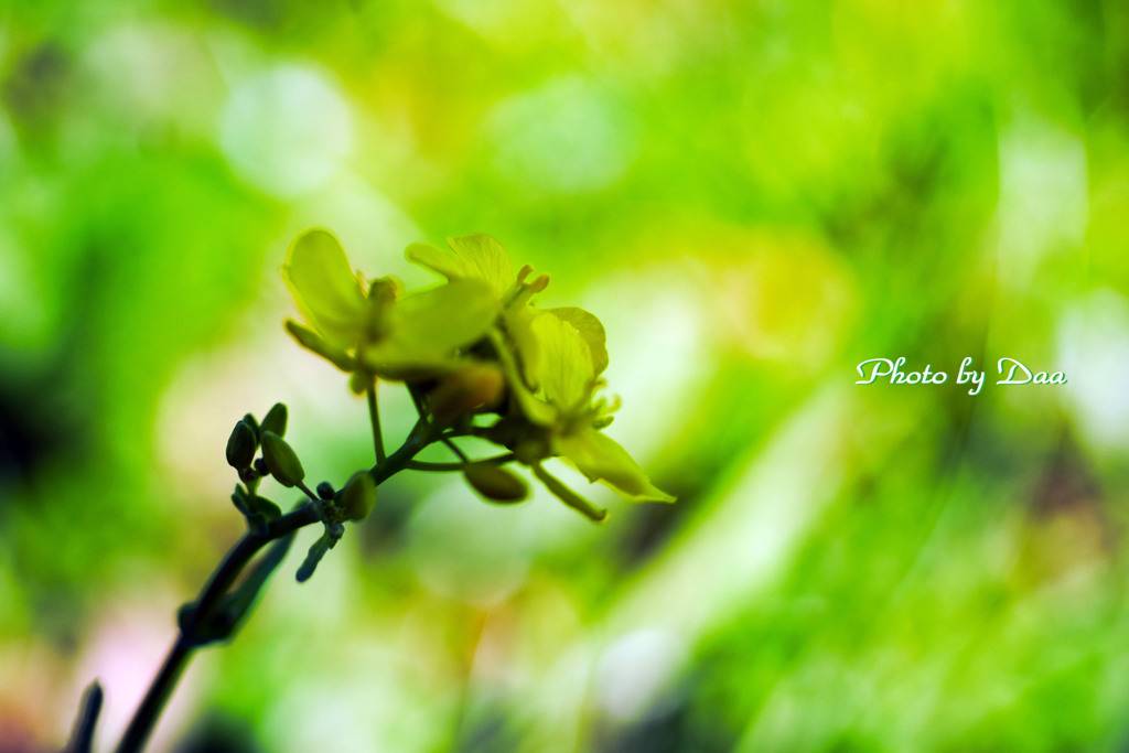 菜の花グリーン