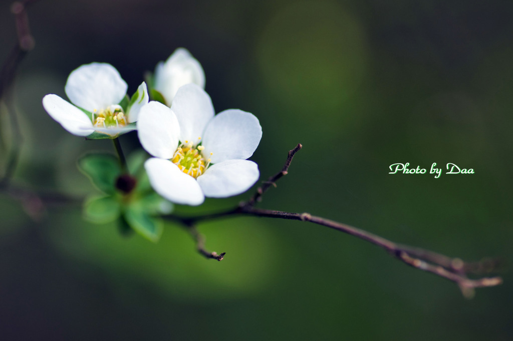 小粒の白い花