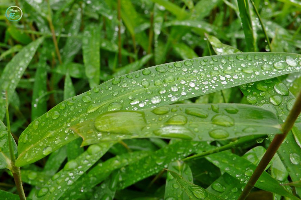 雨上がり（その６）