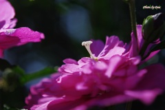光花笠