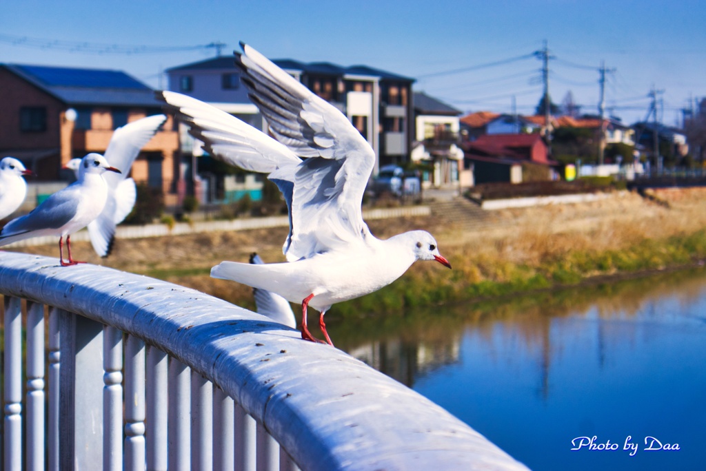 羽ばたくⅡ