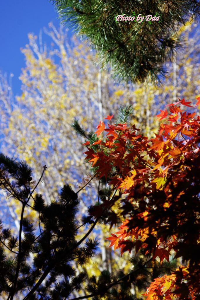 もみじ越しの御神木