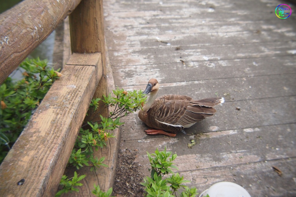 サカツラさん