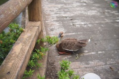 サカツラさん