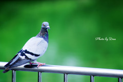 鳩