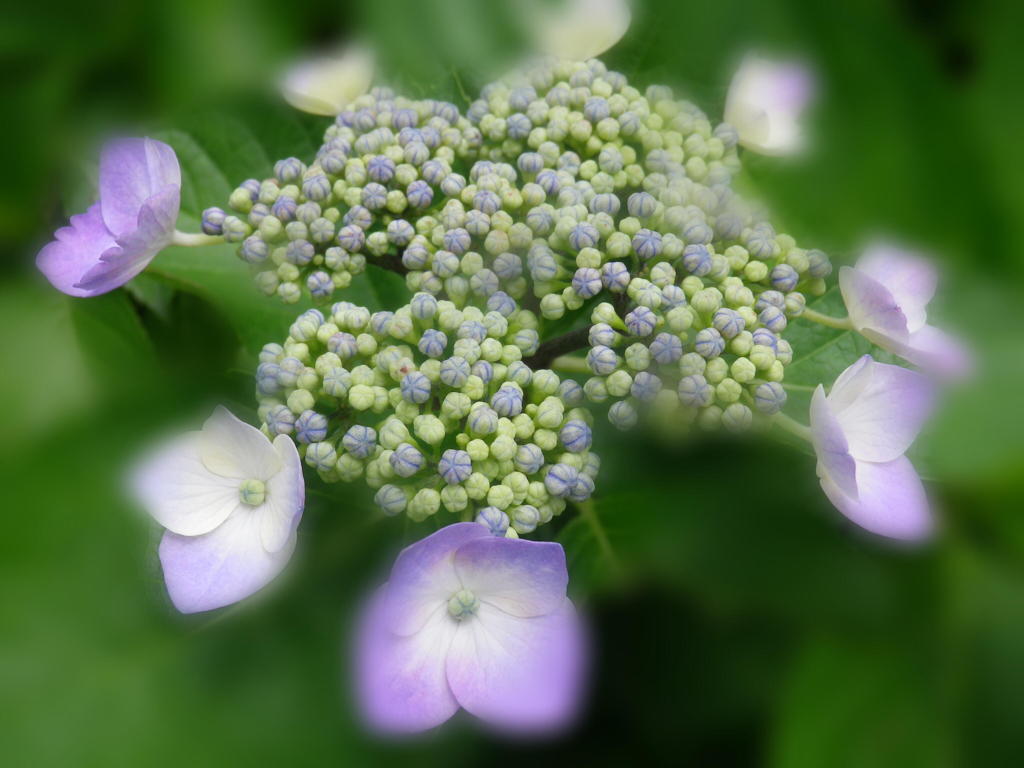 flower6