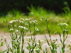 そよそよ
