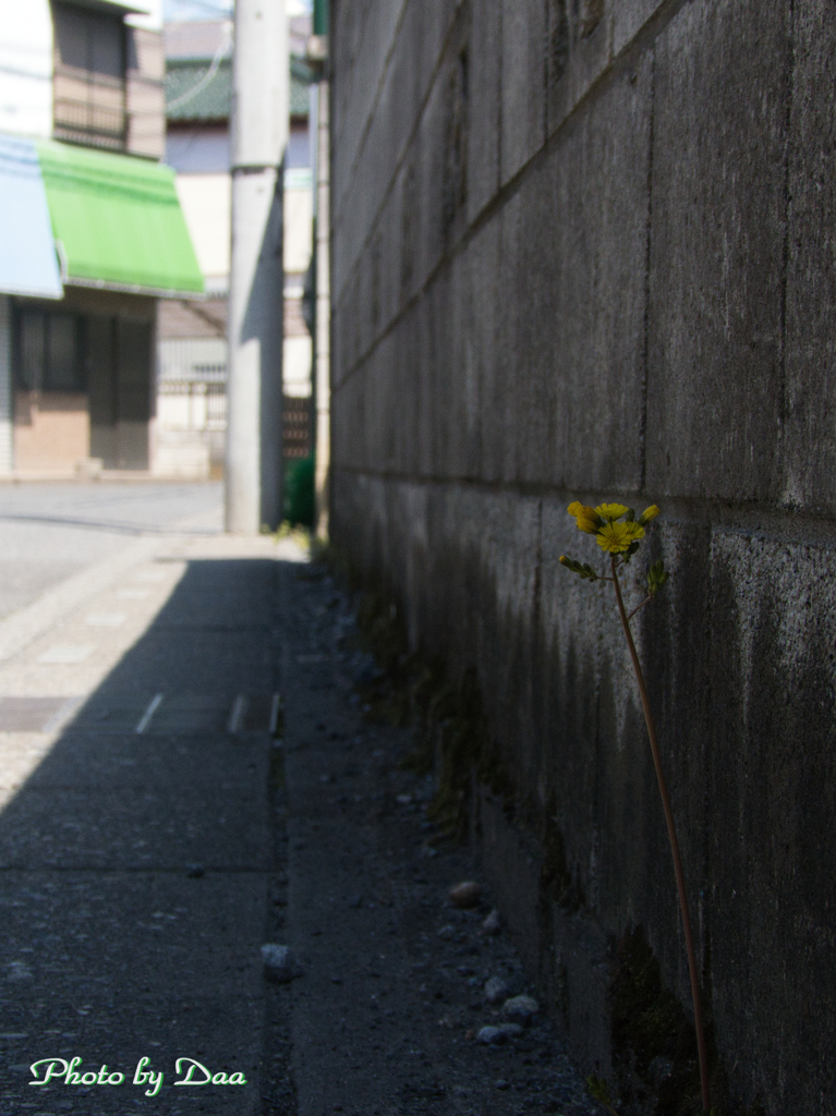路傍の花