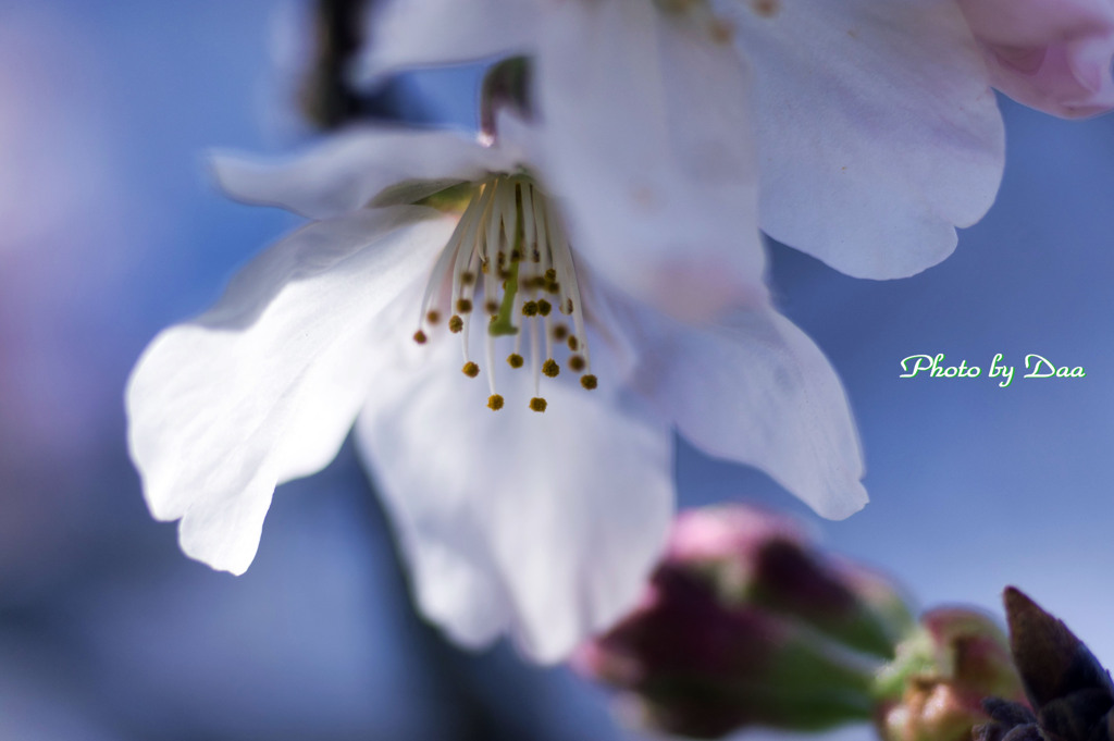 逆さ桜