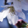 逆さ桜