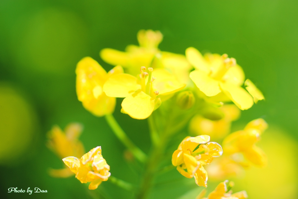 菜の花