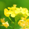 菜の花